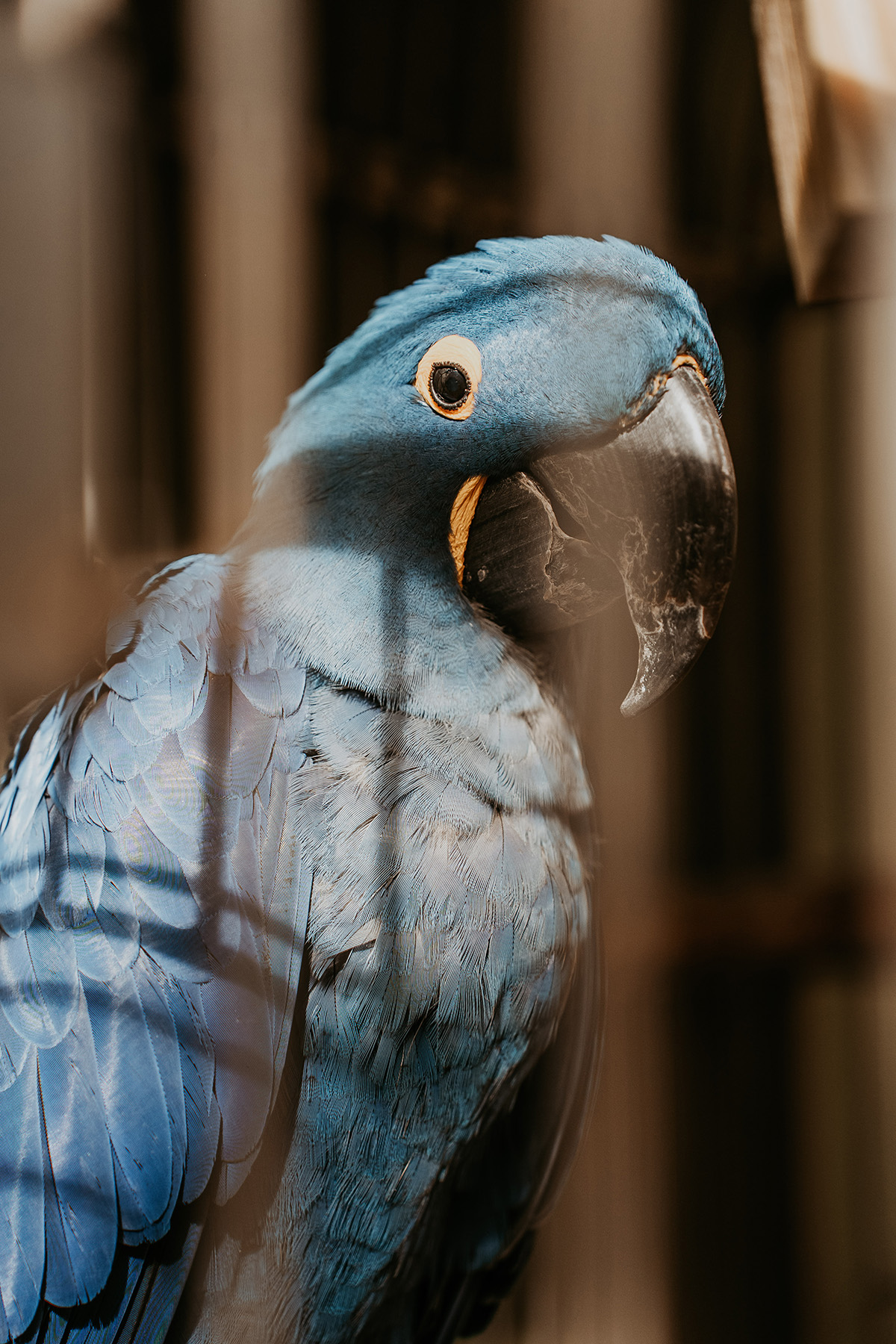 Blue macaw bird pet of Gallery Inn Old San Juan Puerto Rico