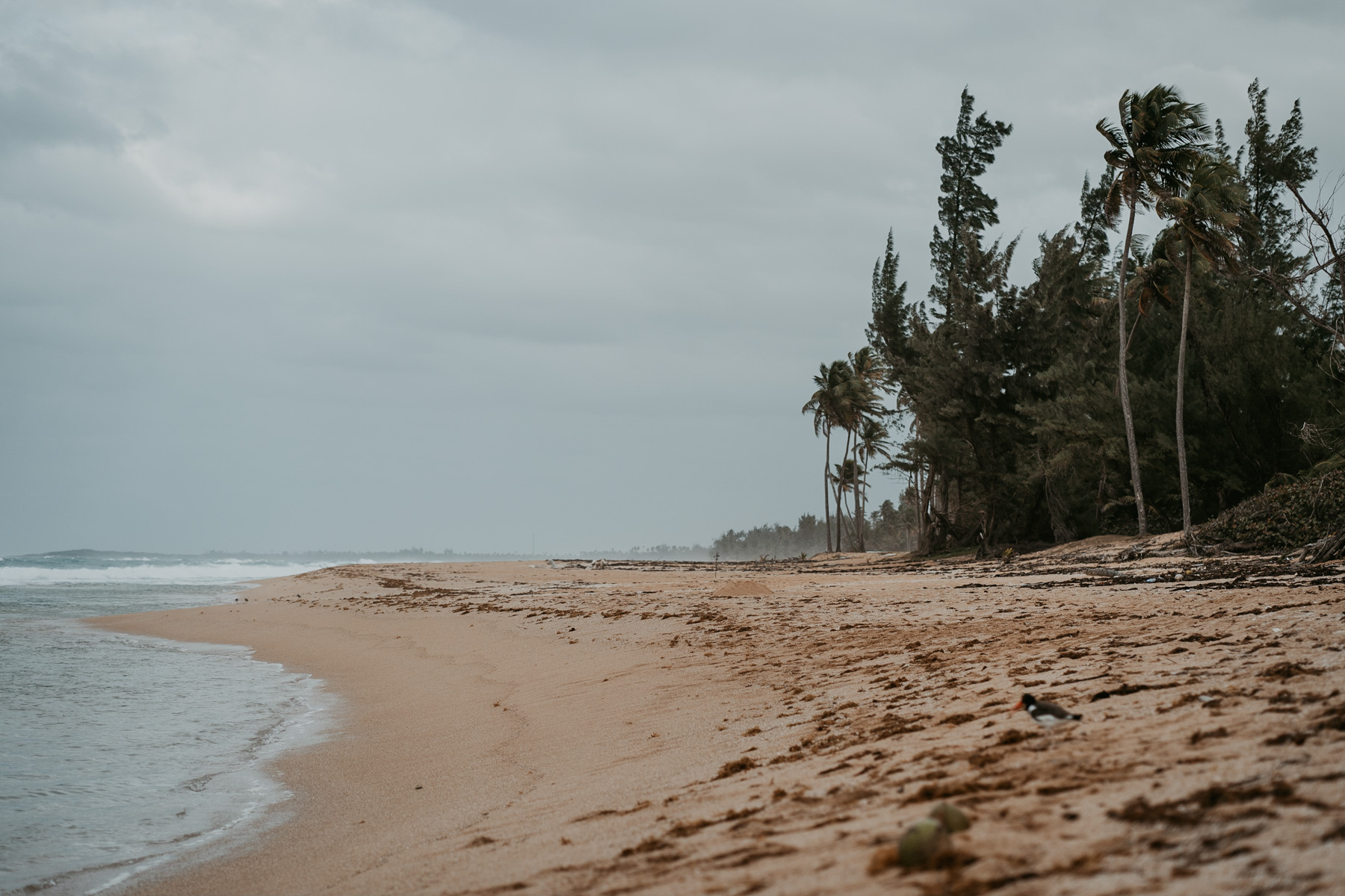 How to Plan a Perfect Beach Proposal in Puerto Rico