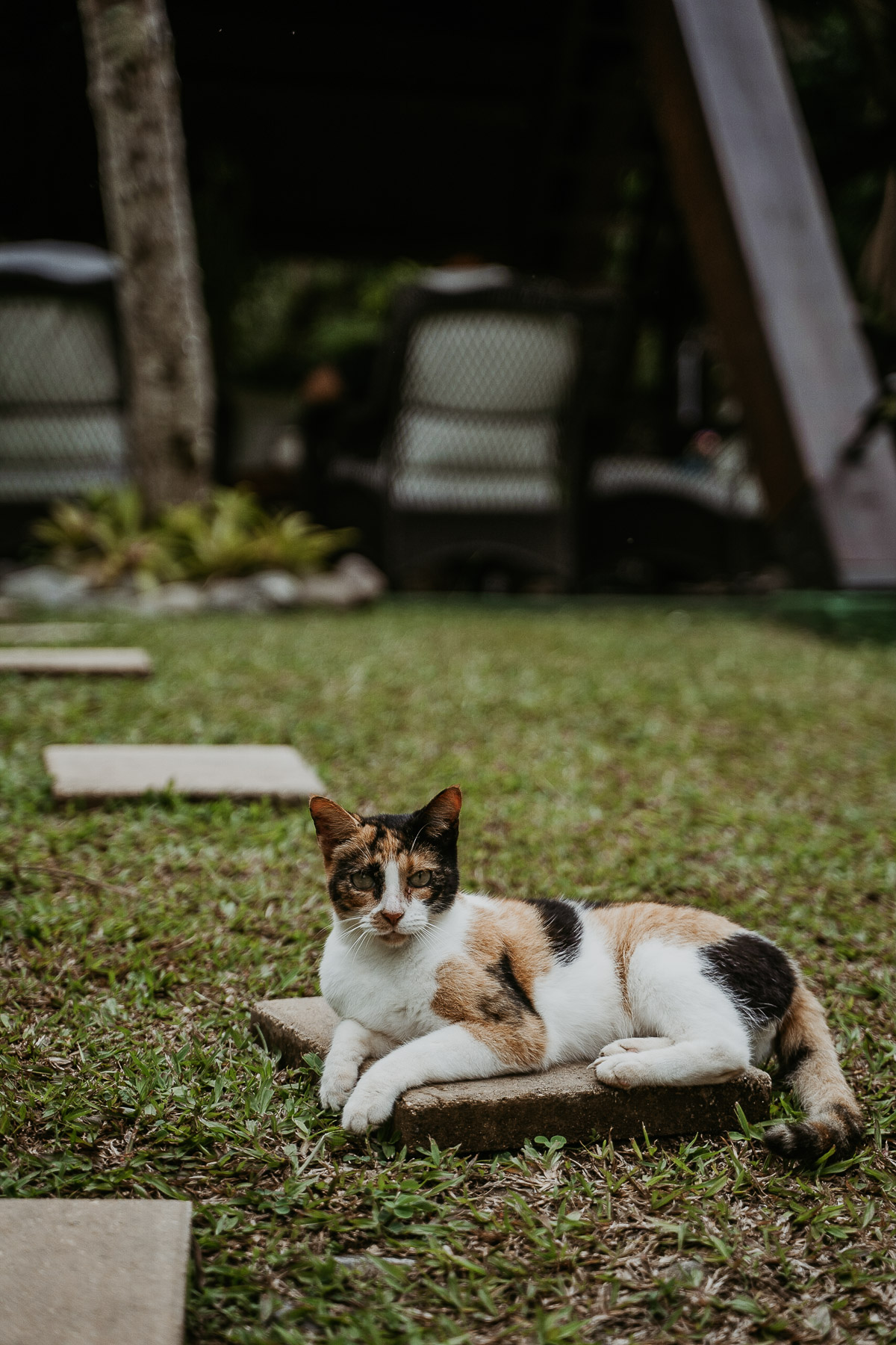 Cat of Mont Carpe Diem Botique Inn.