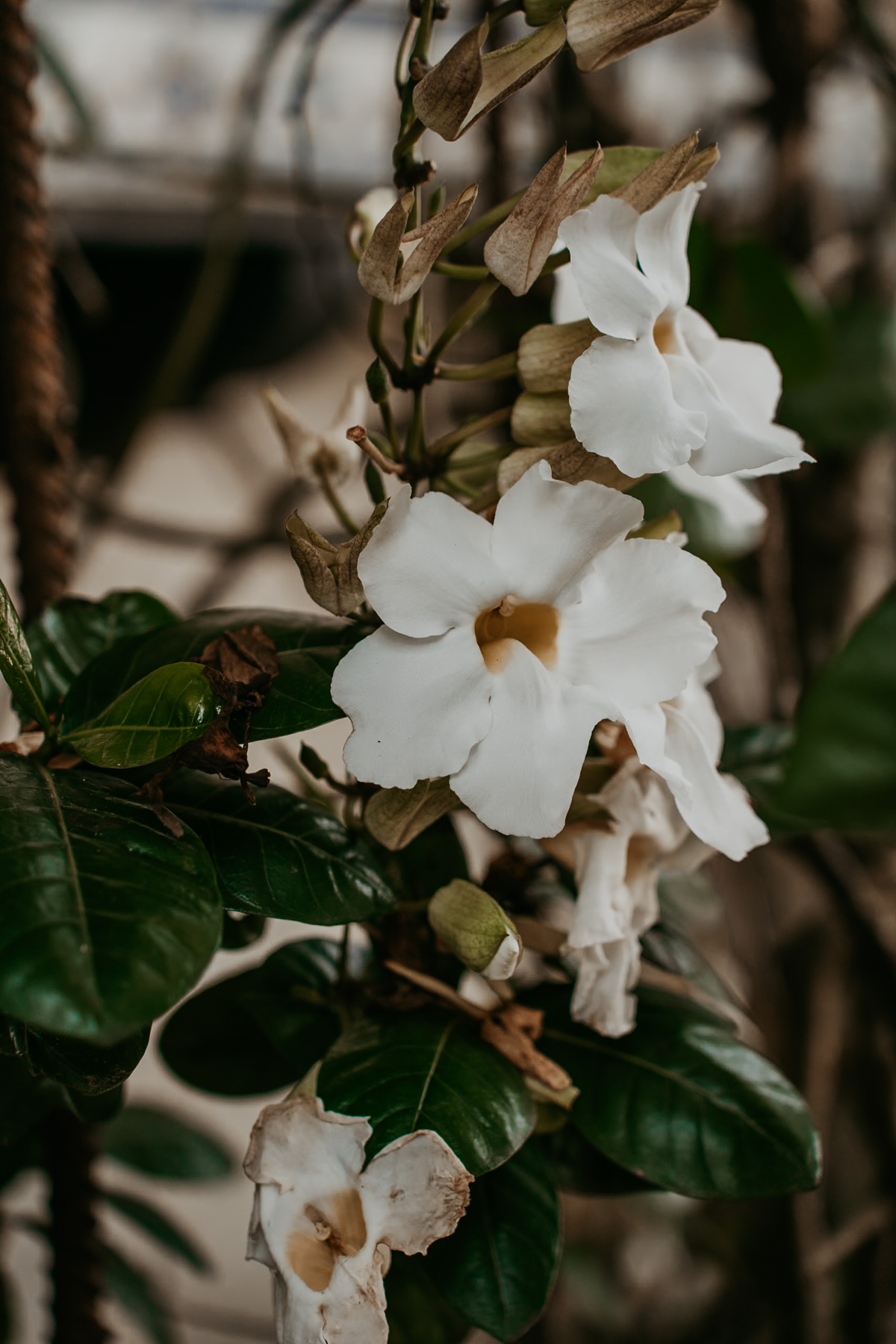 Flowers at Hacienda Siesta Alegre for Destination Weddings