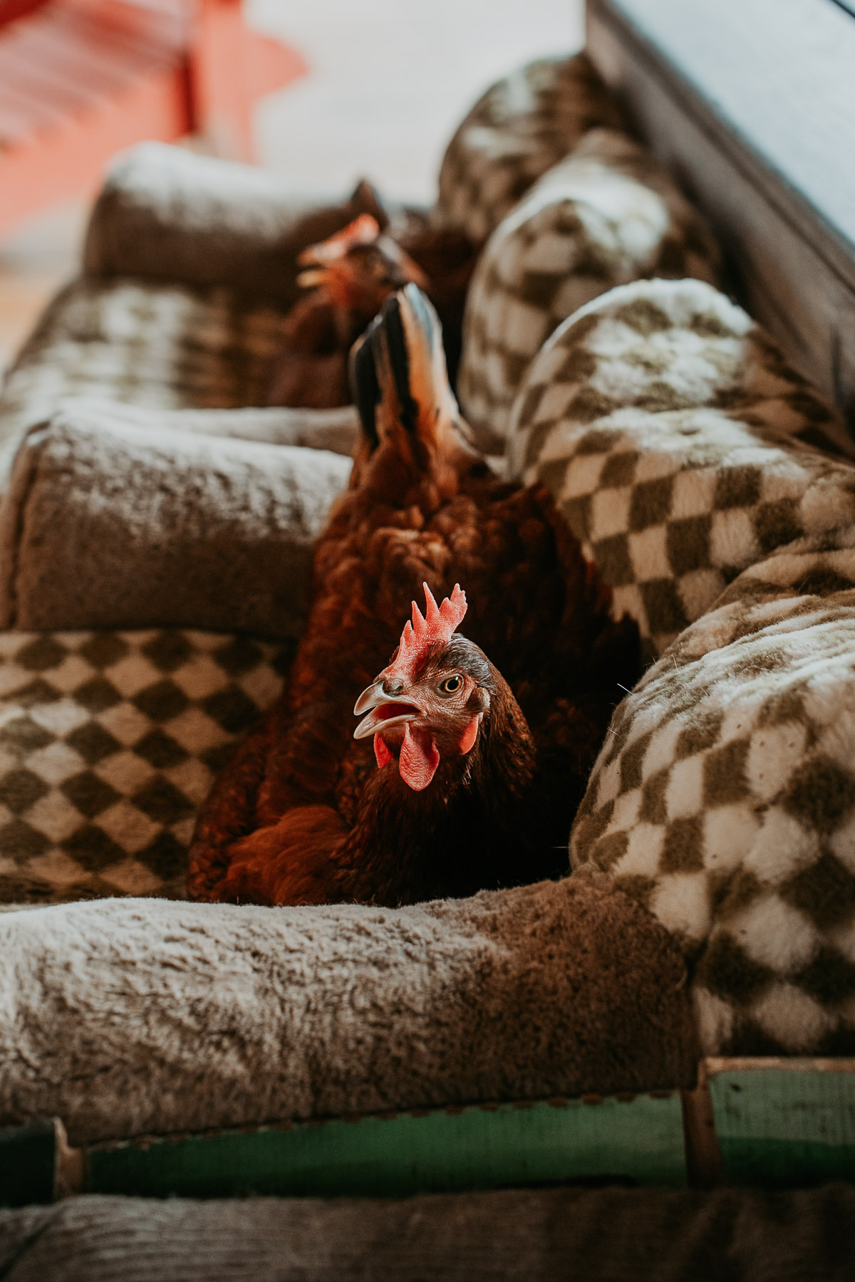 Pet chicken from El Pretexto wedding venue