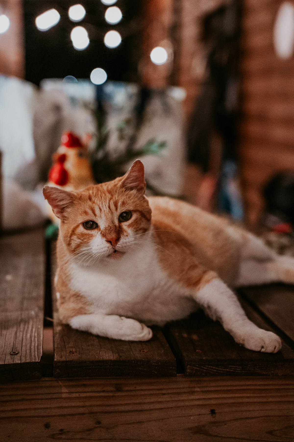 Resident cat from El Pretexto wedding venue