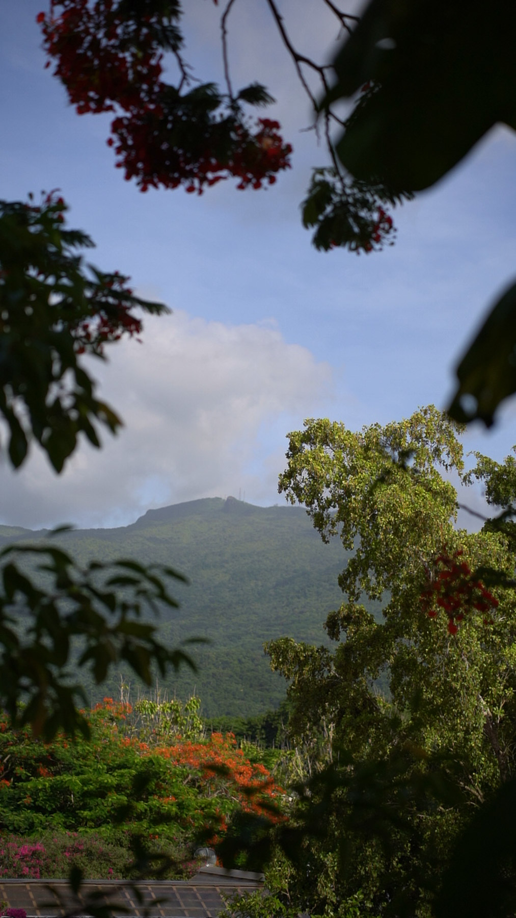 Views of El Yunque at Hacienda Siesta Alegre LGBTQ+ wedding