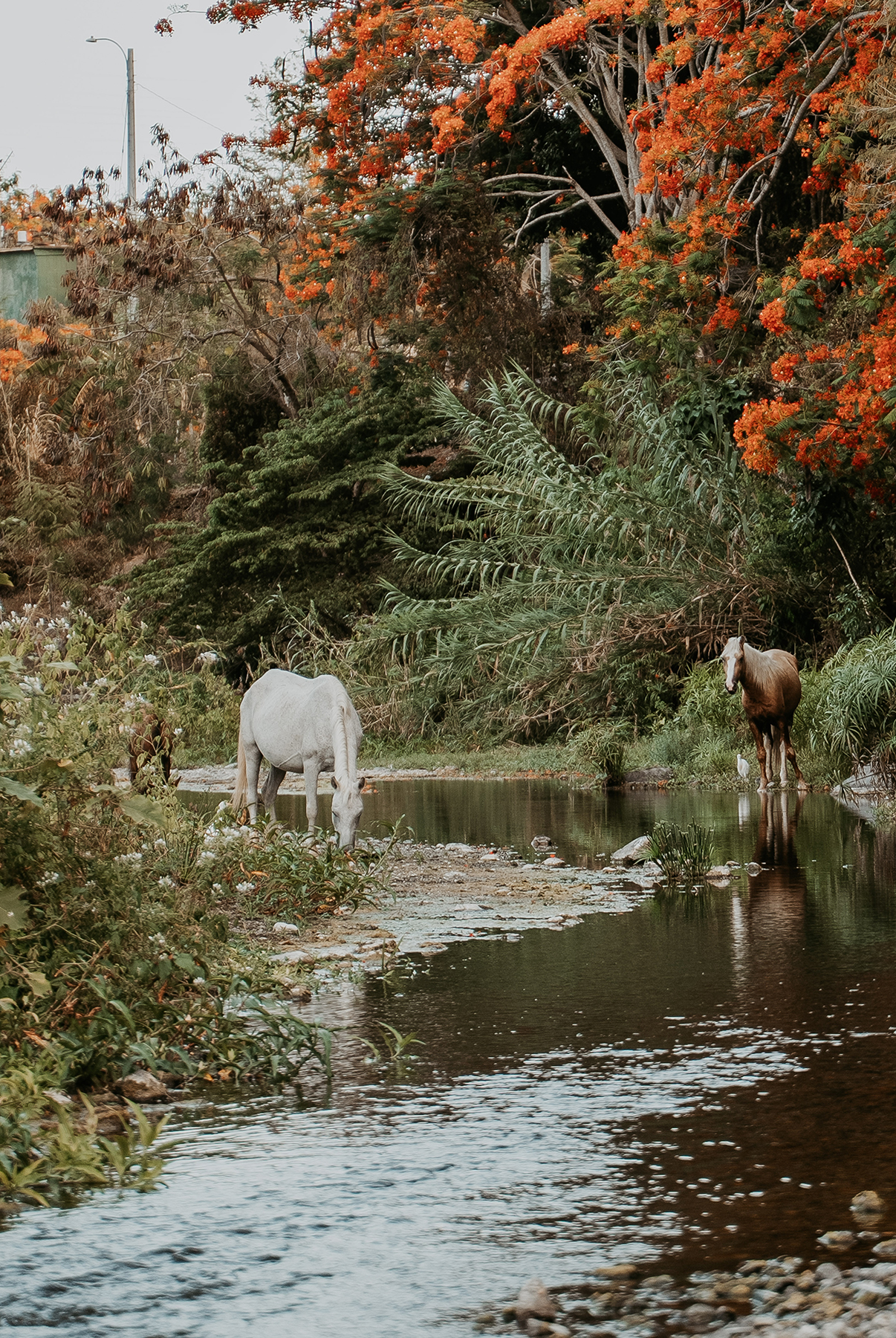 Wild horses in the background of a couple's adventurous outdoor engagement session in Puerto Rico